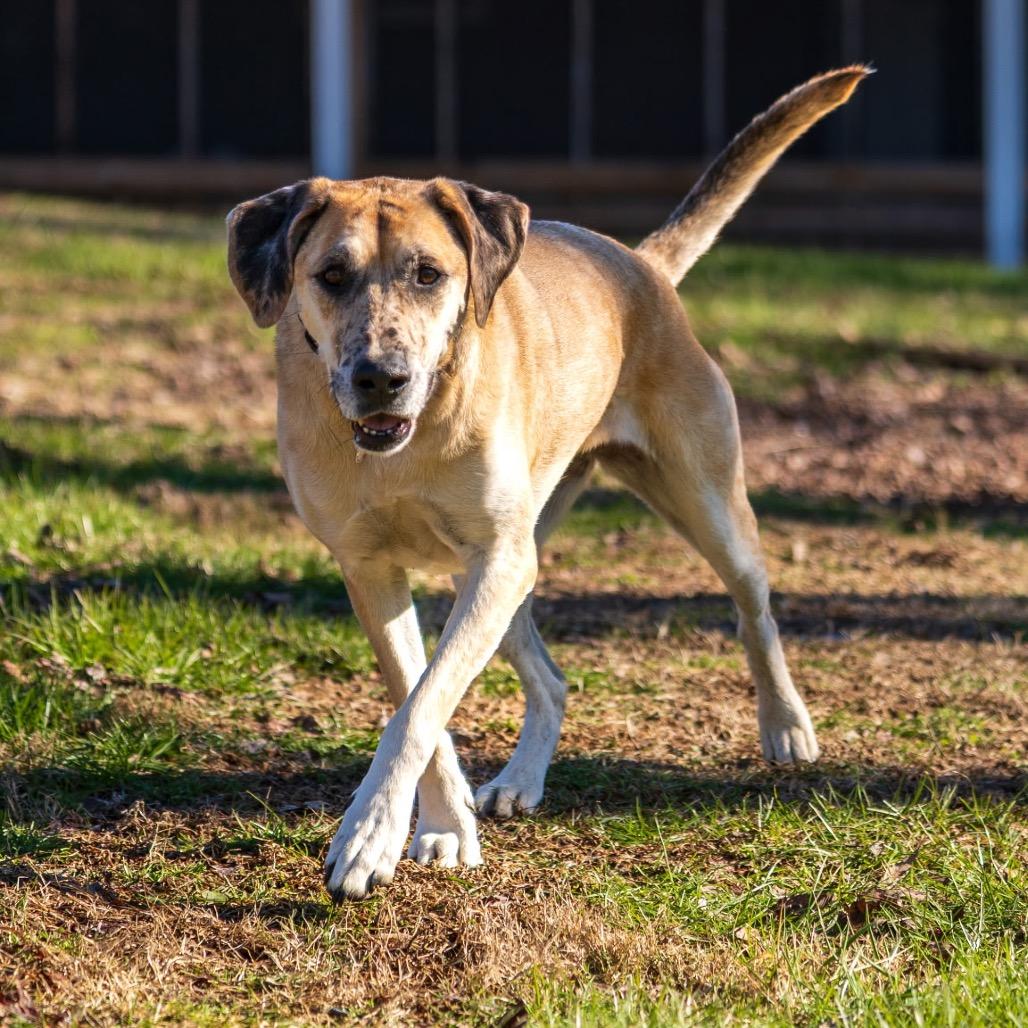 Enlarge Hope, a Adoptable mixed breed in Memphis, TN image 1/6