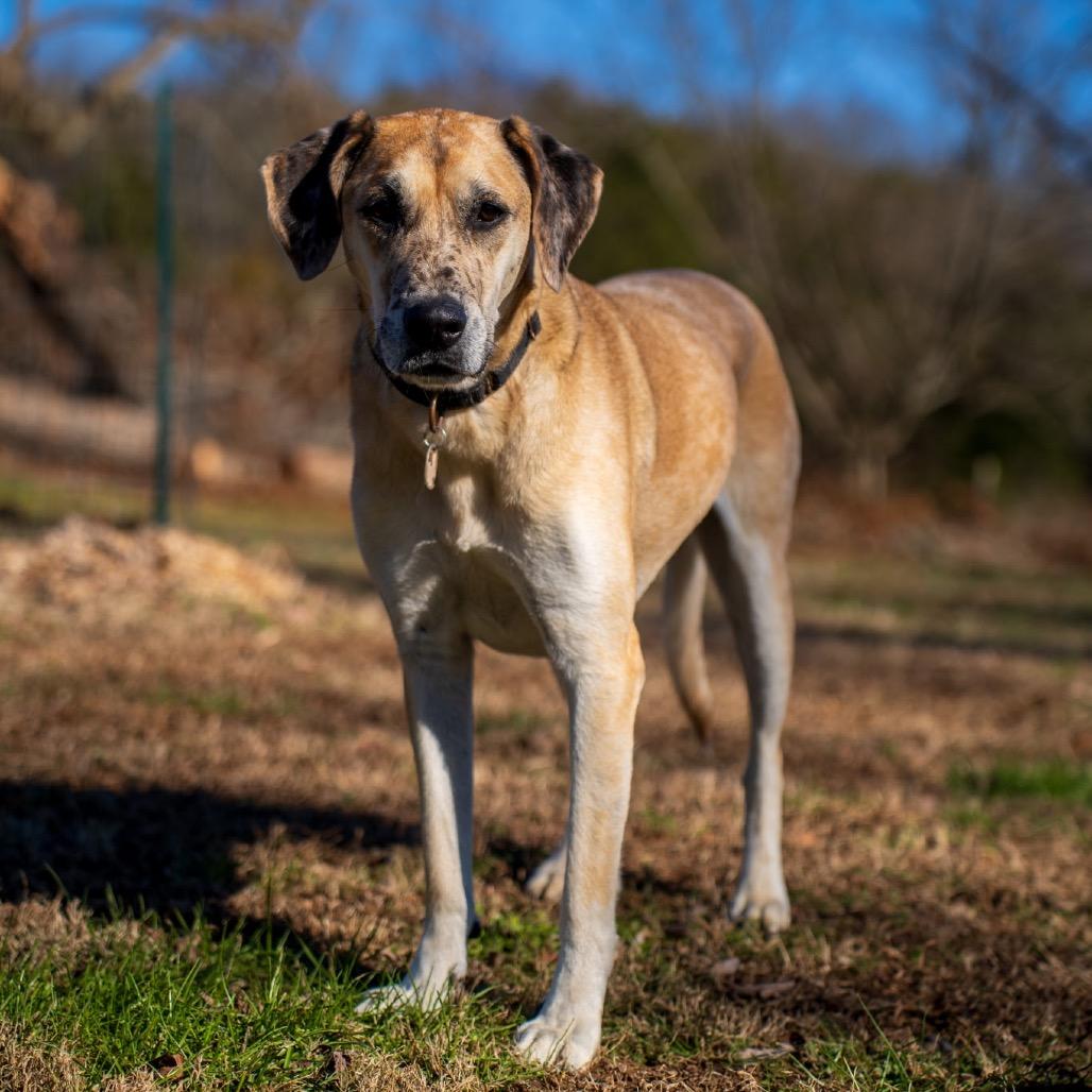 Enlarge Hope, a Adoptable mixed breed in Memphis, TN image 2/6