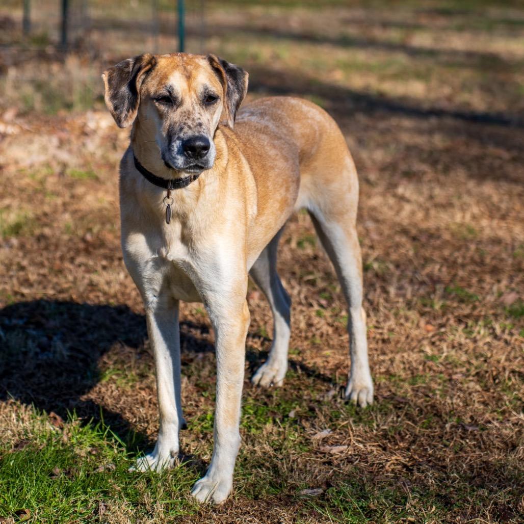 Enlarge Hope, a Adoptable mixed breed in Memphis, TN image 3/6