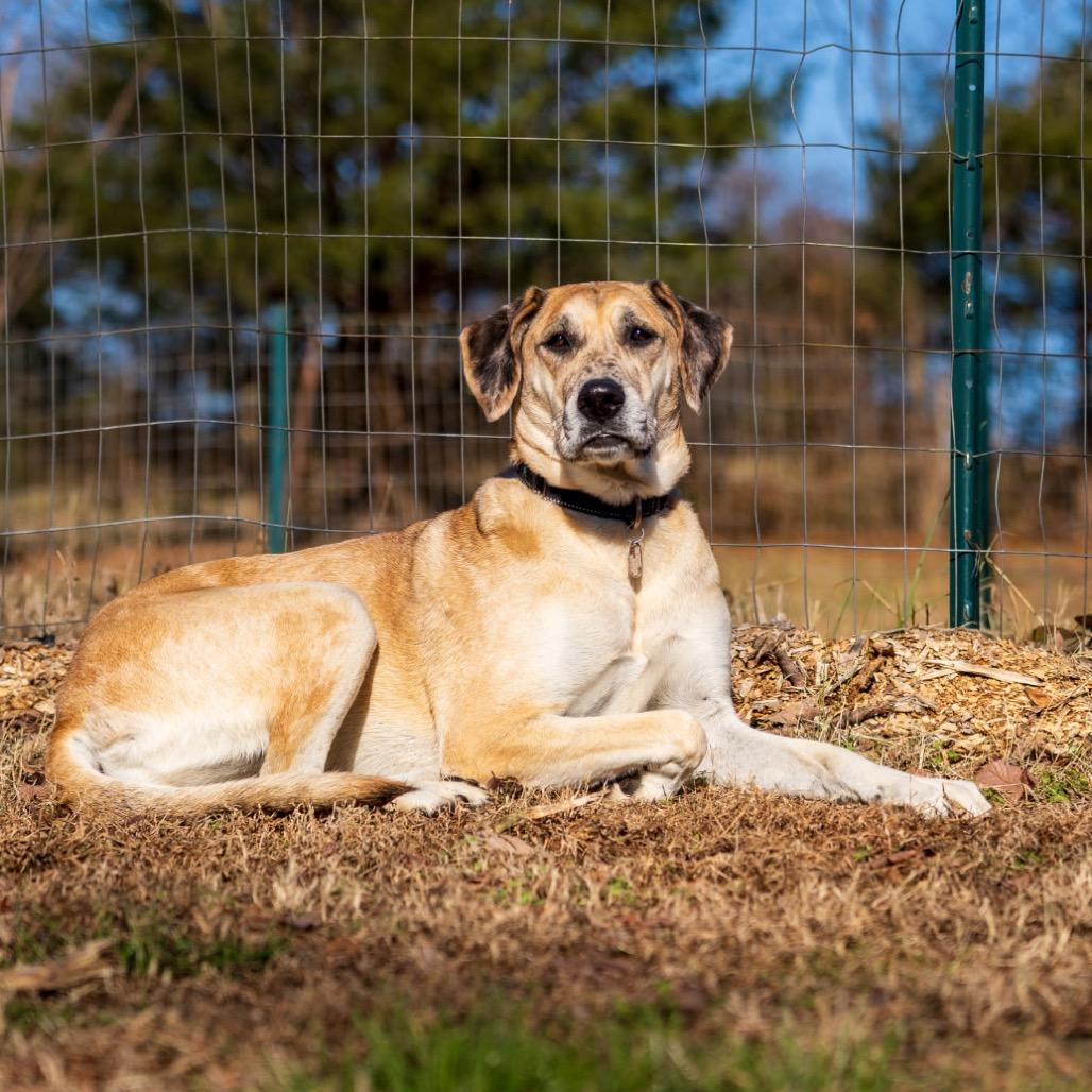 Enlarge Hope, a Adoptable mixed breed in Memphis, TN image 5/6