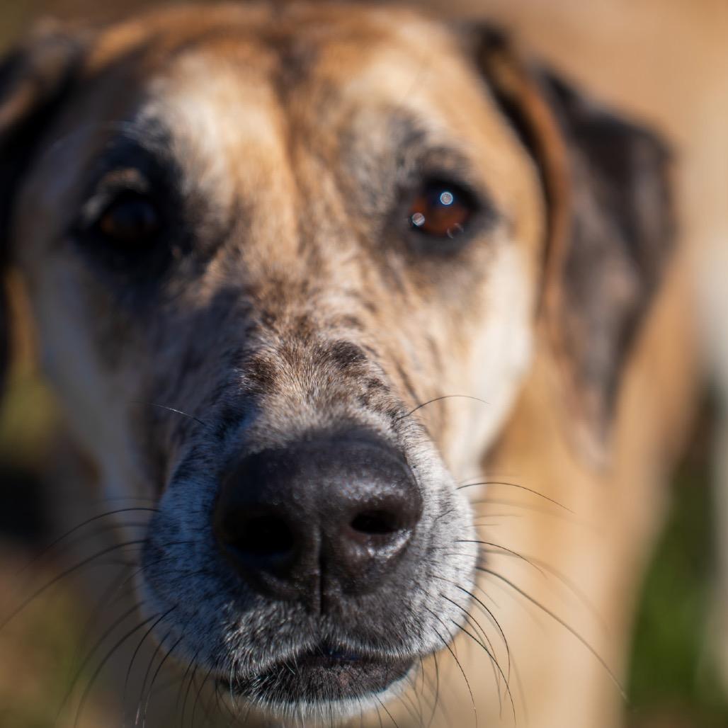 Enlarge Hope, a Adoptable mixed breed in Memphis, TN image 6/6