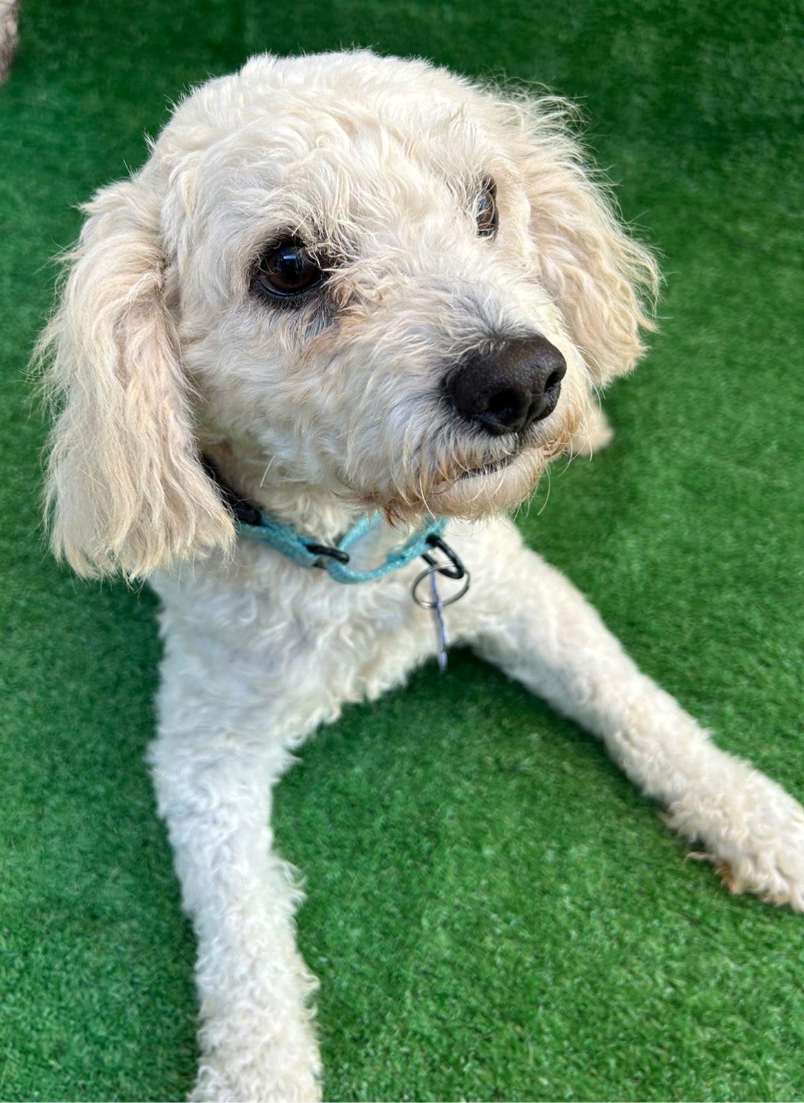 Enlarge Bengy, an adopted Maltipoo in San Ysidro, CA image 1/4