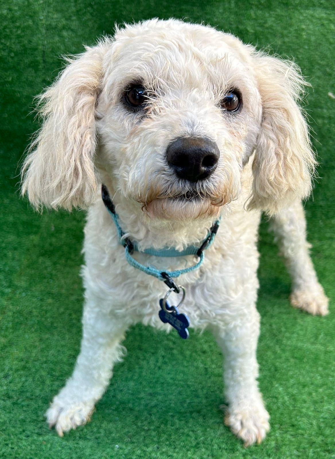 Enlarge Bengy, an adopted Maltipoo in San Ysidro, CA image 2/4