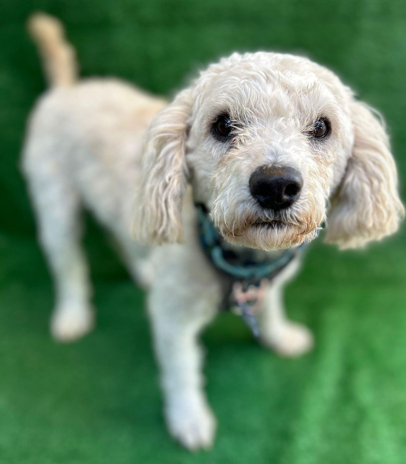 Enlarge Bengy, an adopted Maltipoo in San Ysidro, CA image 3/4