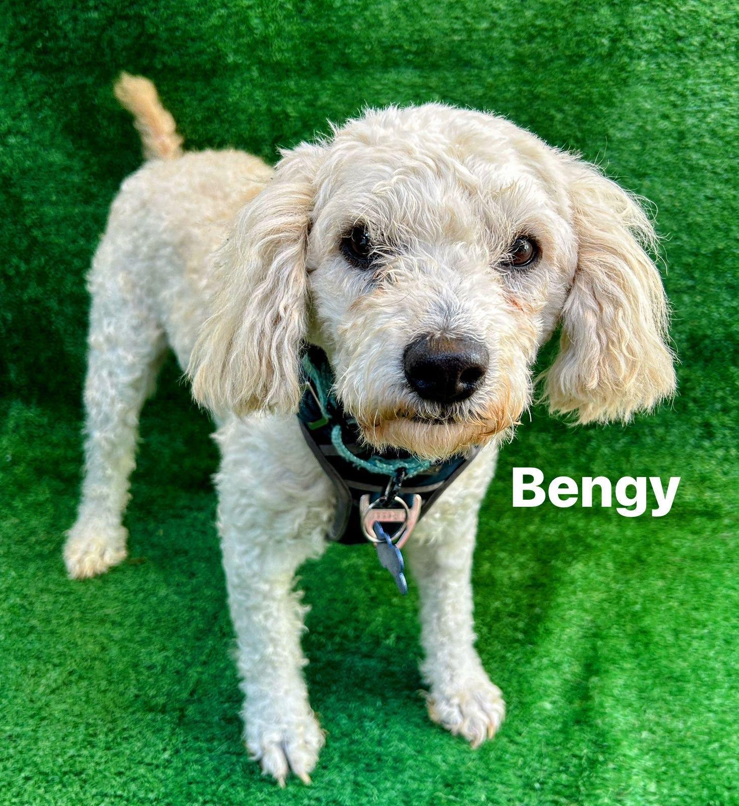 Enlarge Bengy, an adopted Maltipoo in San Ysidro, CA image 4/4