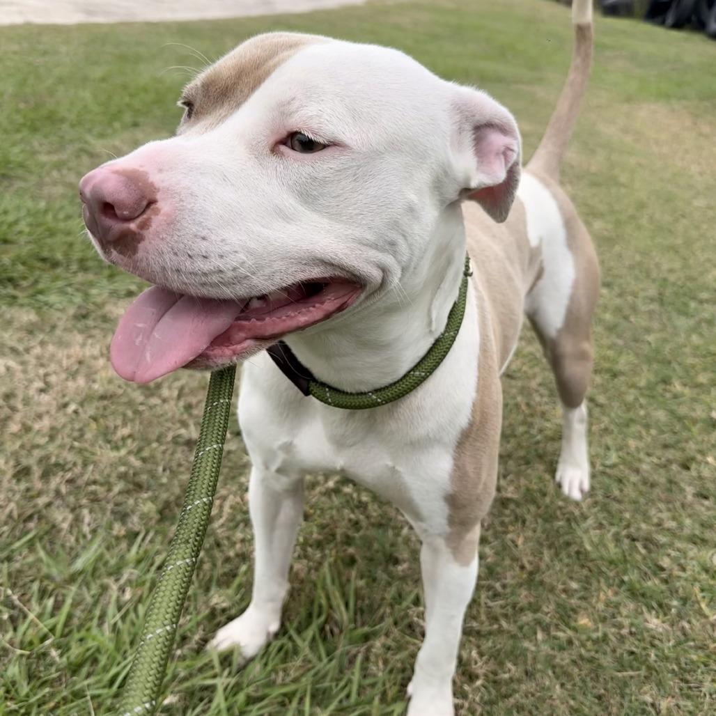 Cody (Marlin), Adoptable, Young Male Pit Bull Terrier.