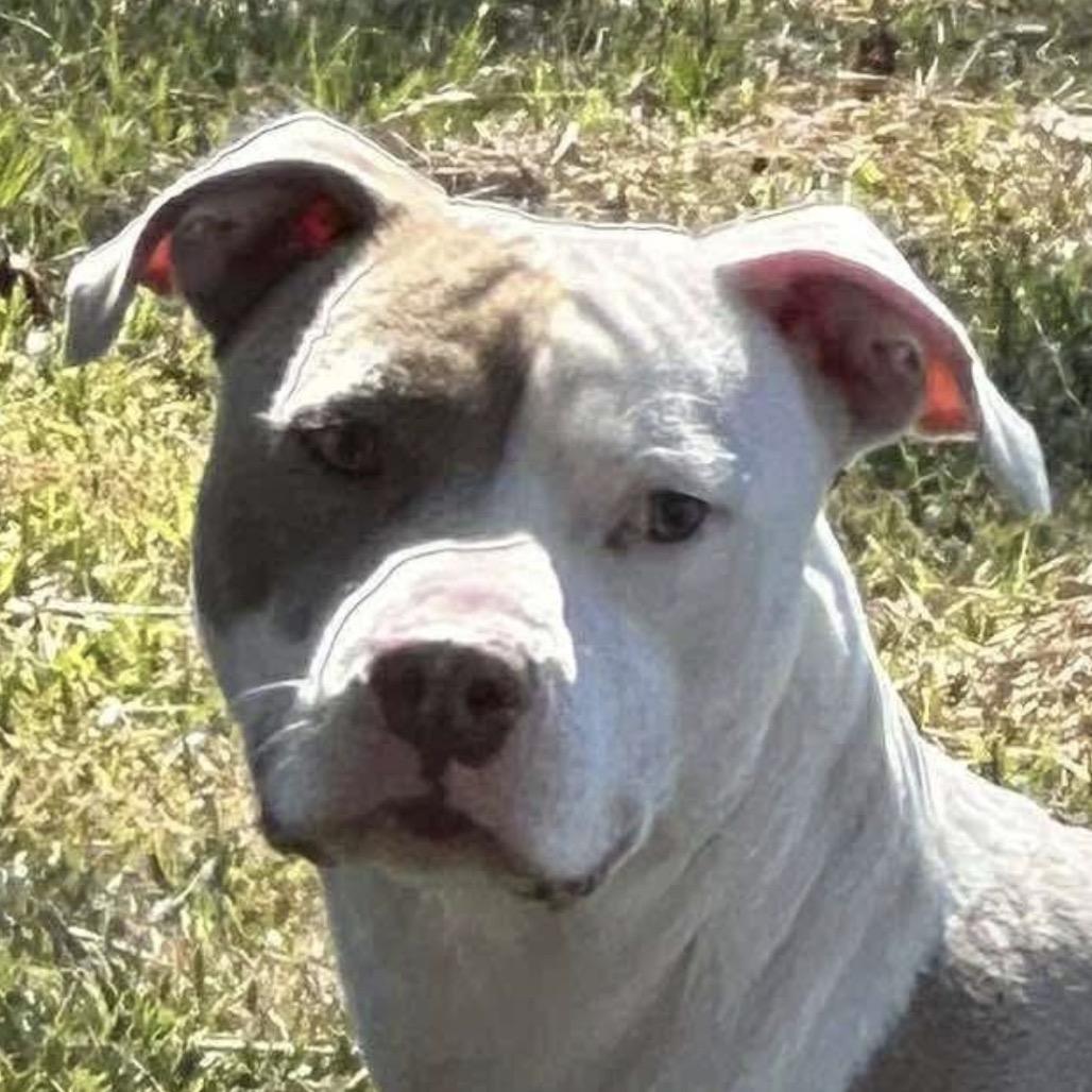Enlarge Cody (Marlin), a Adoptable Pit Bull Terrier in Jacksonville, FL image 2/3