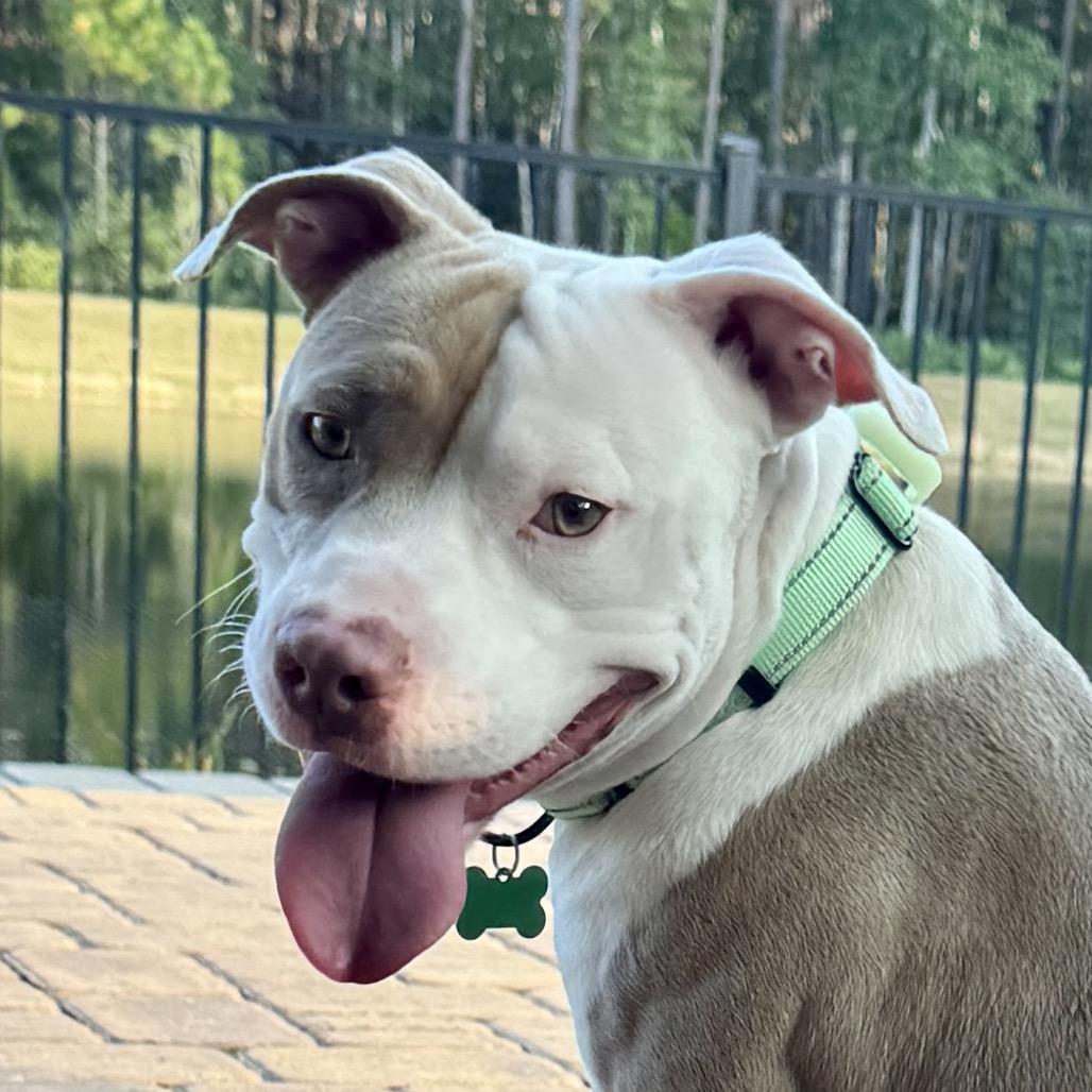 Enlarge Cody (Marlin), a Adoptable Pit Bull Terrier in Jacksonville, FL image 3/3