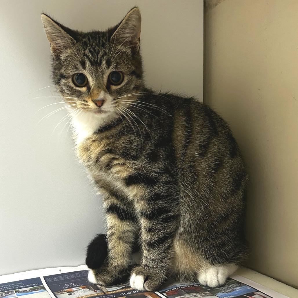 Enlarge Randy, a Adoptable Domestic Short Hair in Folsom, LA image 1/1