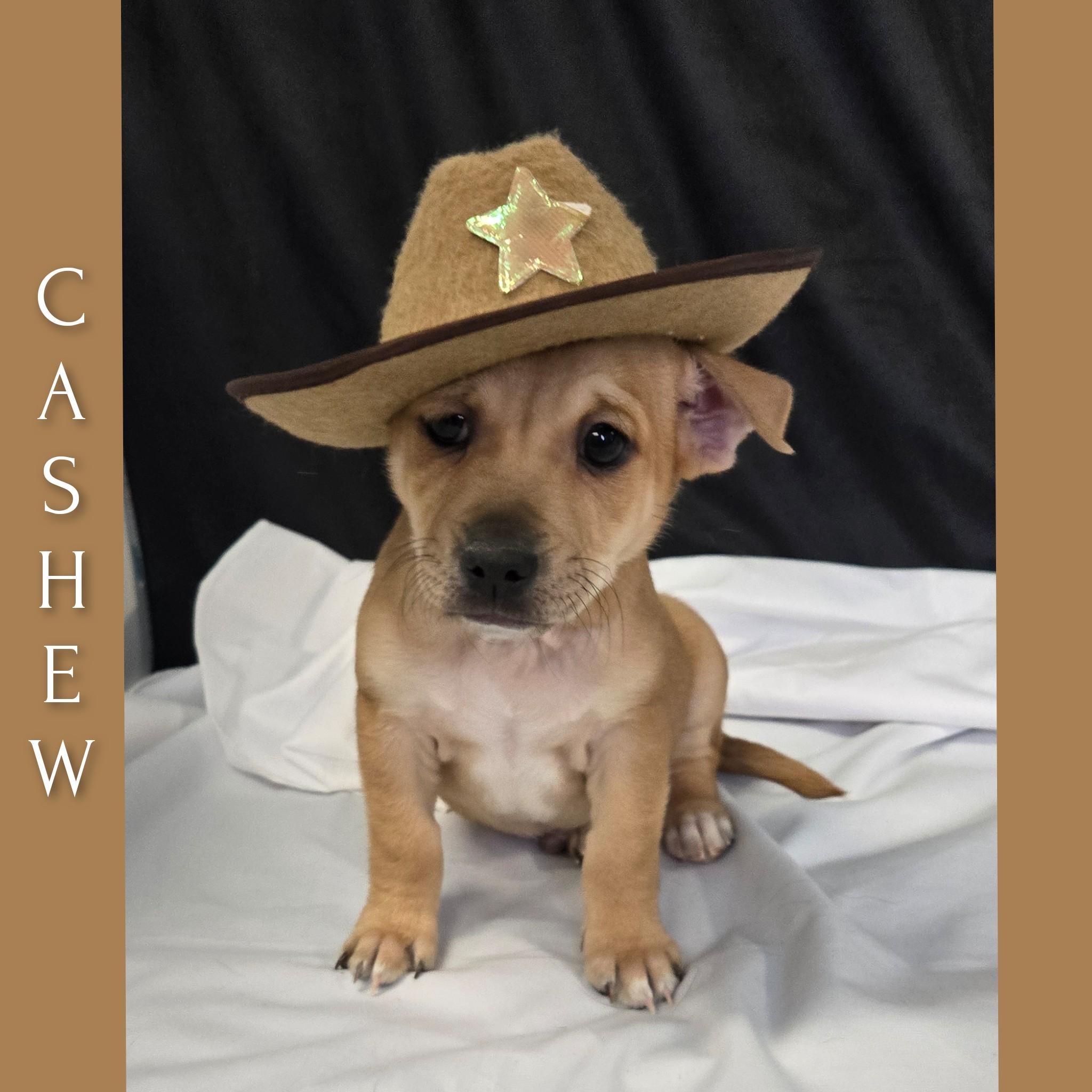 Cashew, a Adoptable mixed breed in Fredericksburg, VA image 1/6