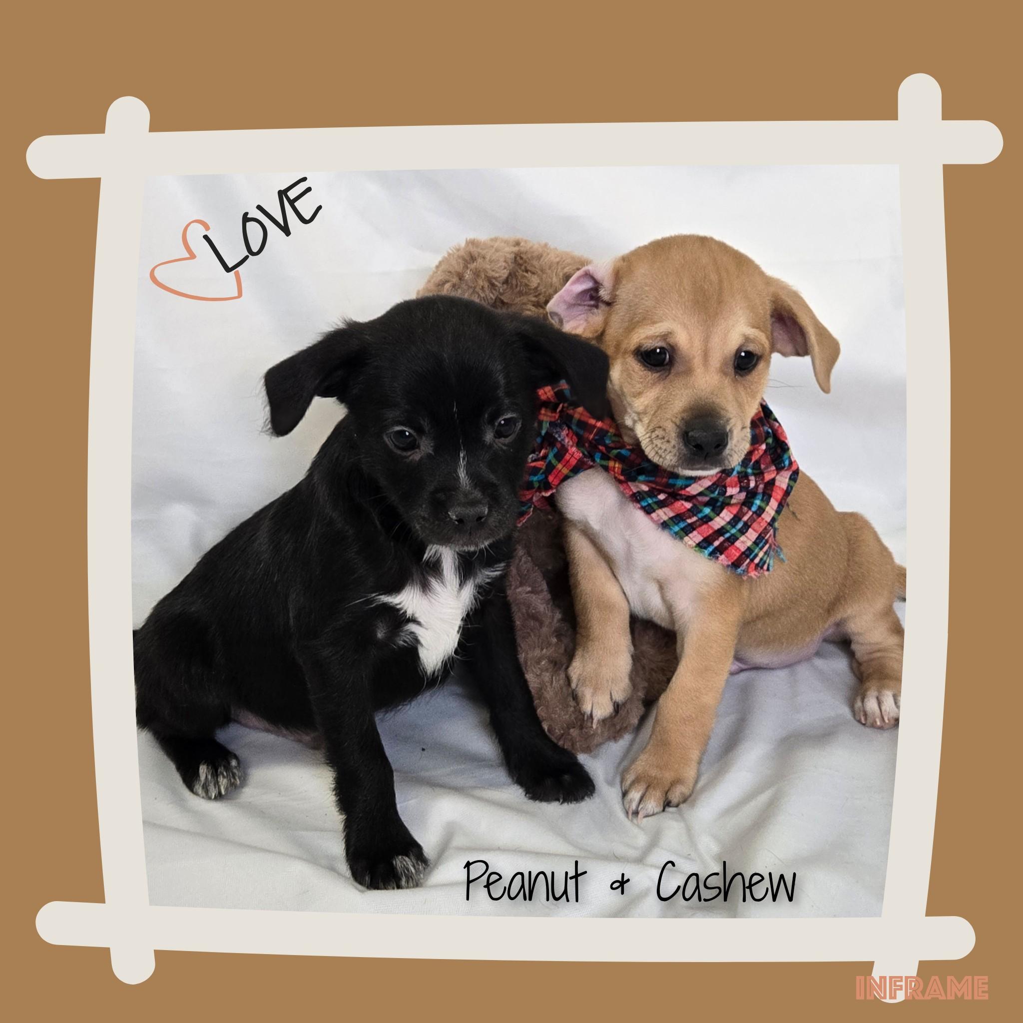 Cashew, a Adoptable mixed breed in Fredericksburg, VA image 3/6