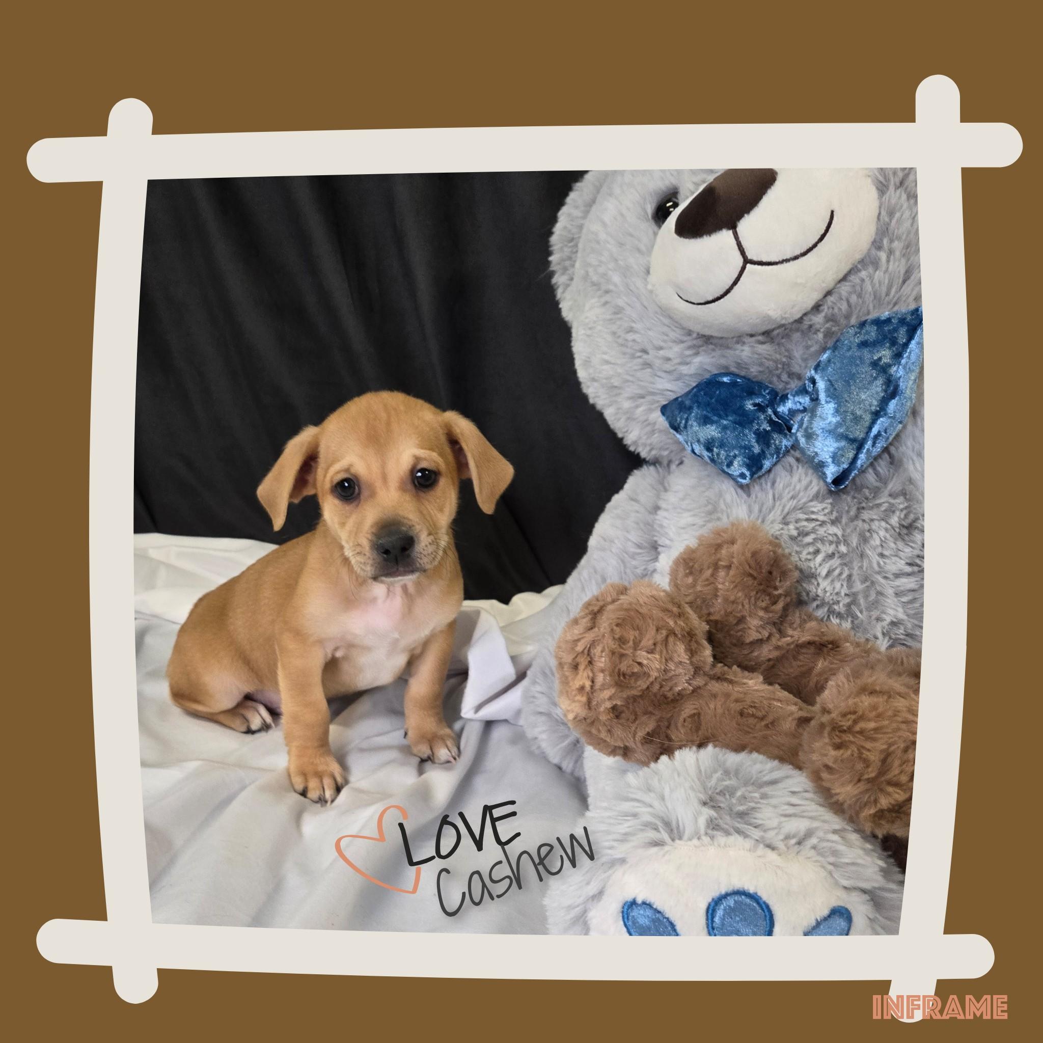 Cashew, a Adoptable mixed breed in Fredericksburg, VA image 5/6