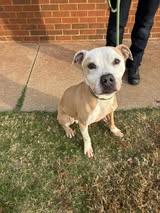 Enlarge Ol Dog, a Adoptable mixed breed in Stillwater, OK image 1/4