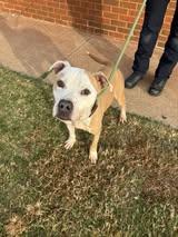 Enlarge Ol Dog, a Adoptable mixed breed in Stillwater, OK image 2/4