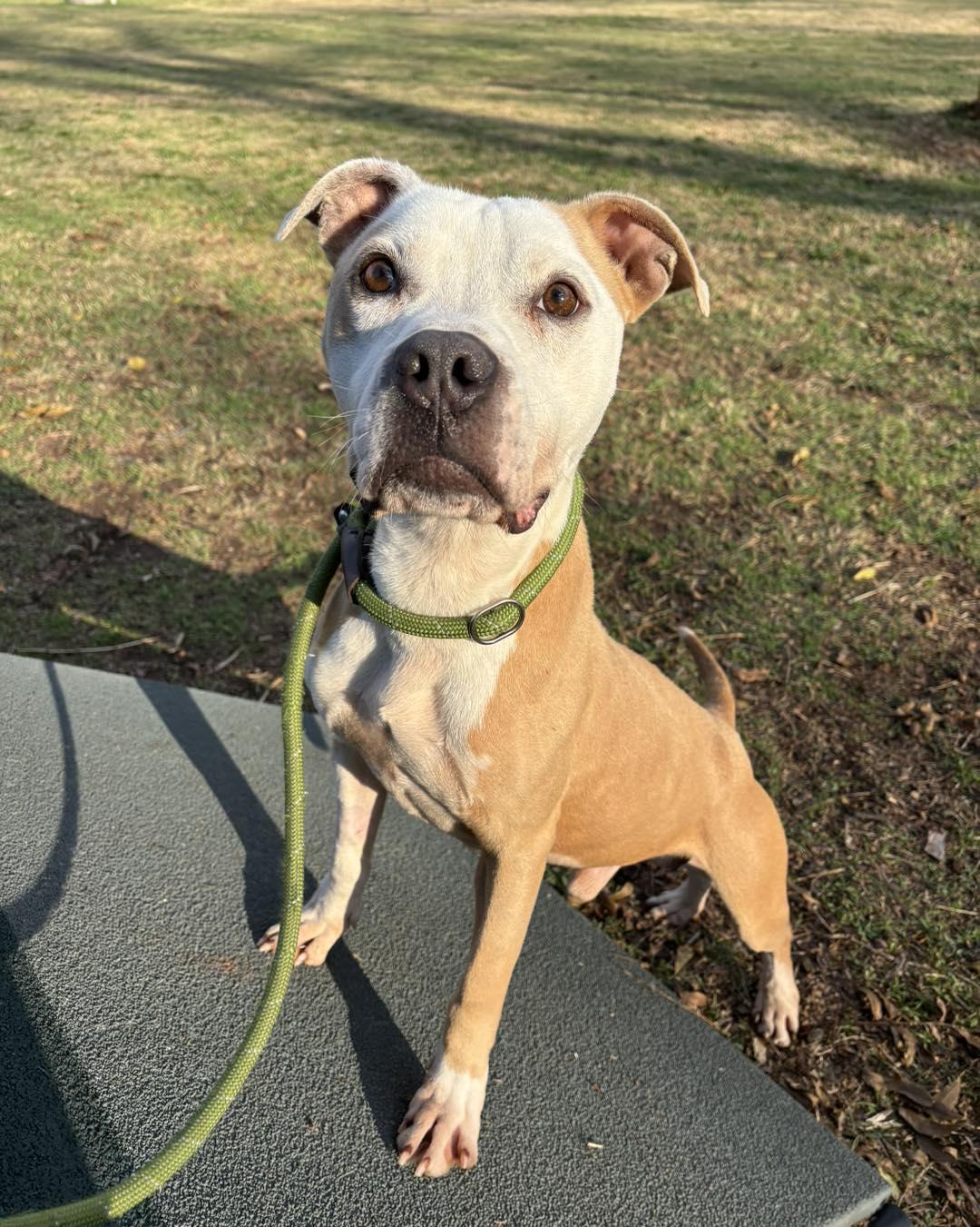 Enlarge Ol Dog, a Adoptable mixed breed in Stillwater, OK image 3/4