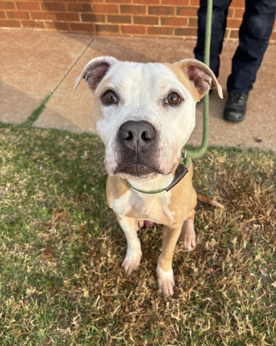 Enlarge Ol Dog, a Adoptable mixed breed in Stillwater, OK image 4/4