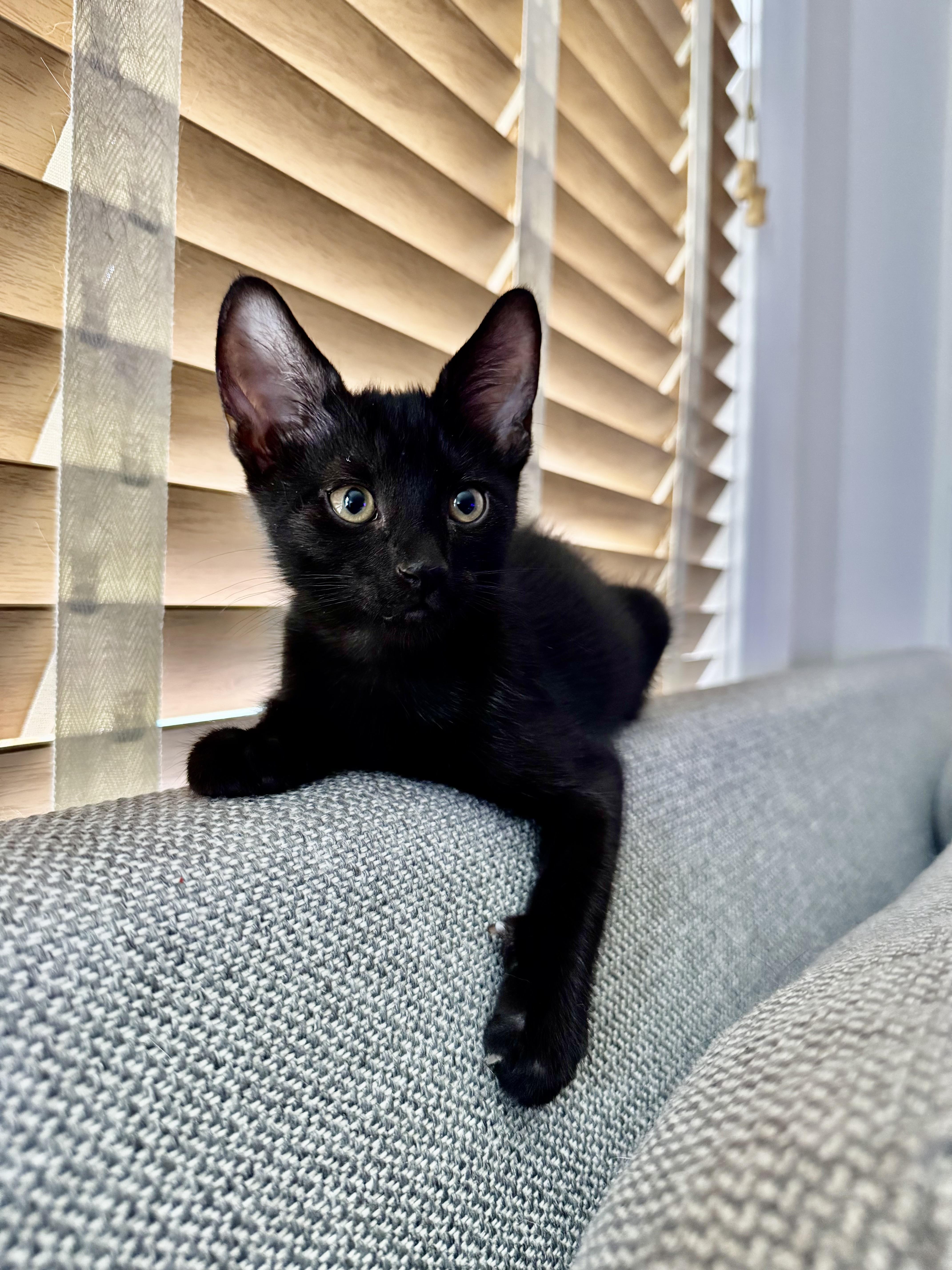 Enlarge Chopper & Sidecar, a Adopted Domestic Short Hair in Wellesley, MA image 5/6