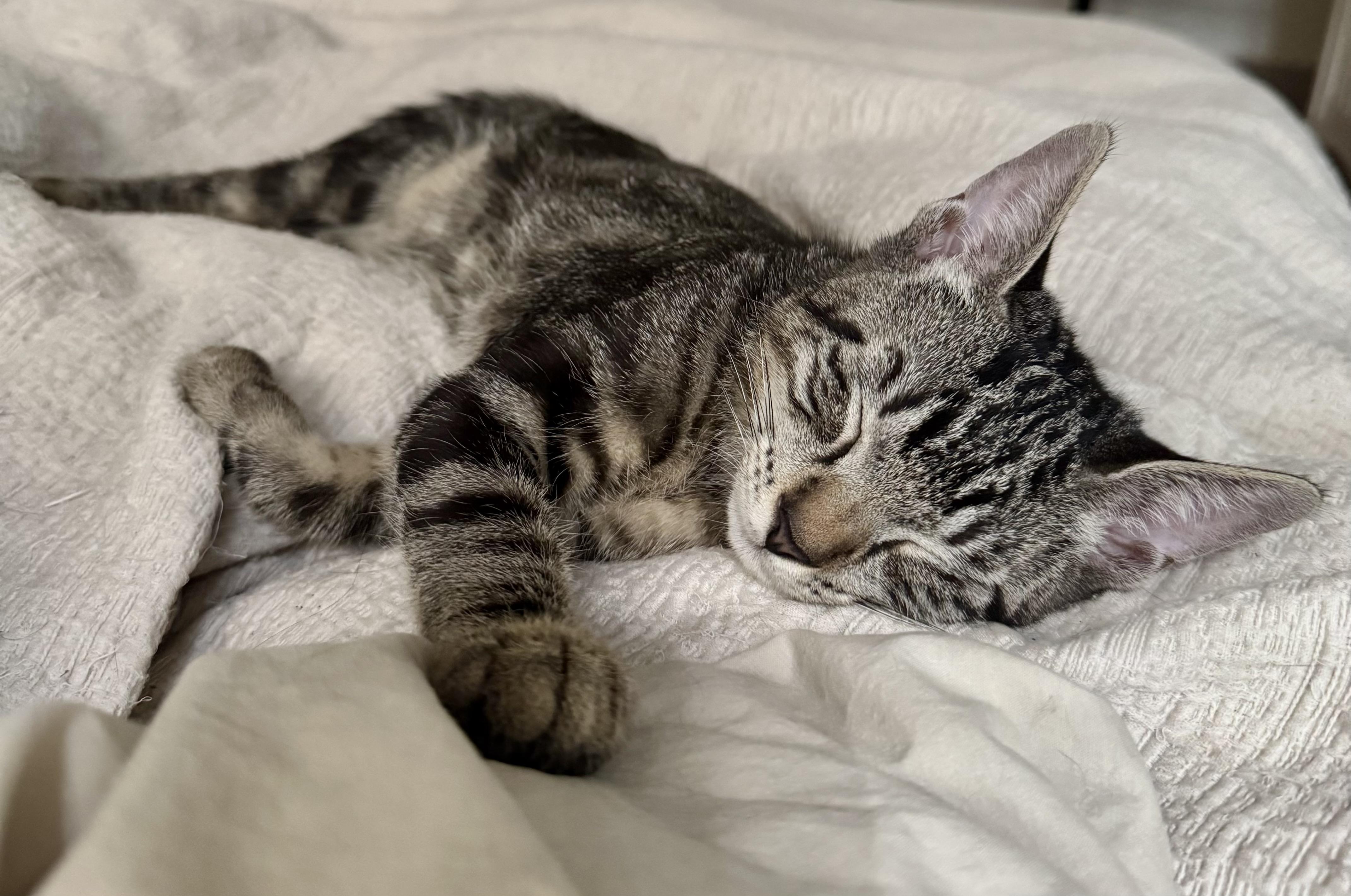 Enlarge Chopper & Sidecar, a Adopted Domestic Short Hair in Wellesley, MA image 2/6