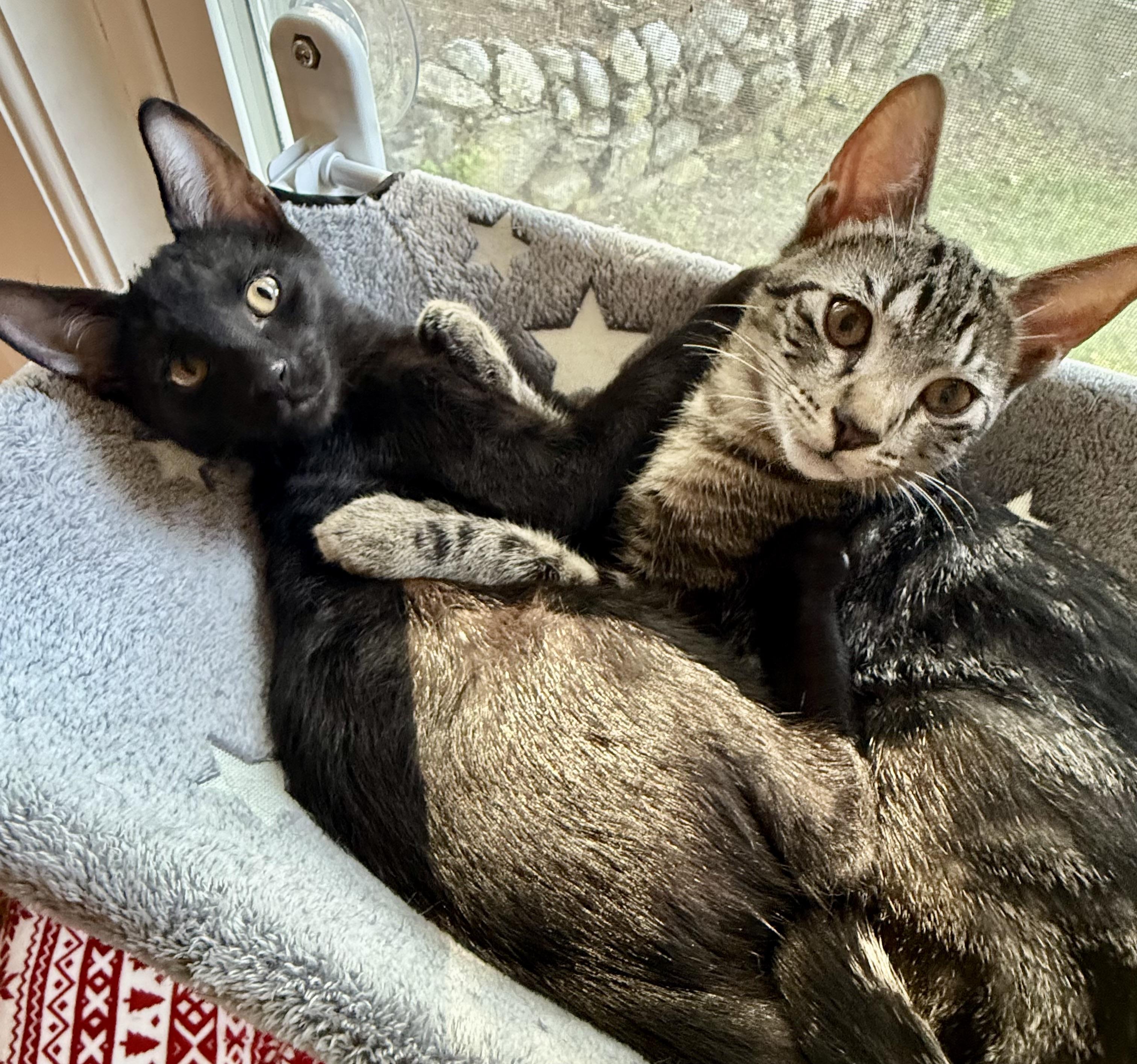 Enlarge Chopper & Sidecar, a Adopted Domestic Short Hair in Wellesley, MA image 1/6