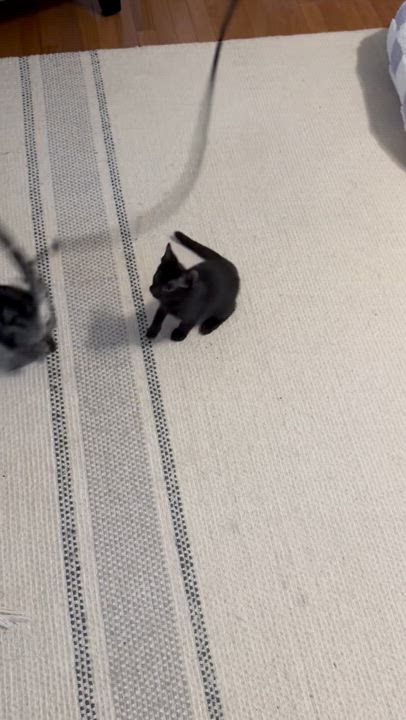 Enlarge Chopper & Sidecar, a Adopted Domestic Short Hair in Wellesley, MA video 6/6