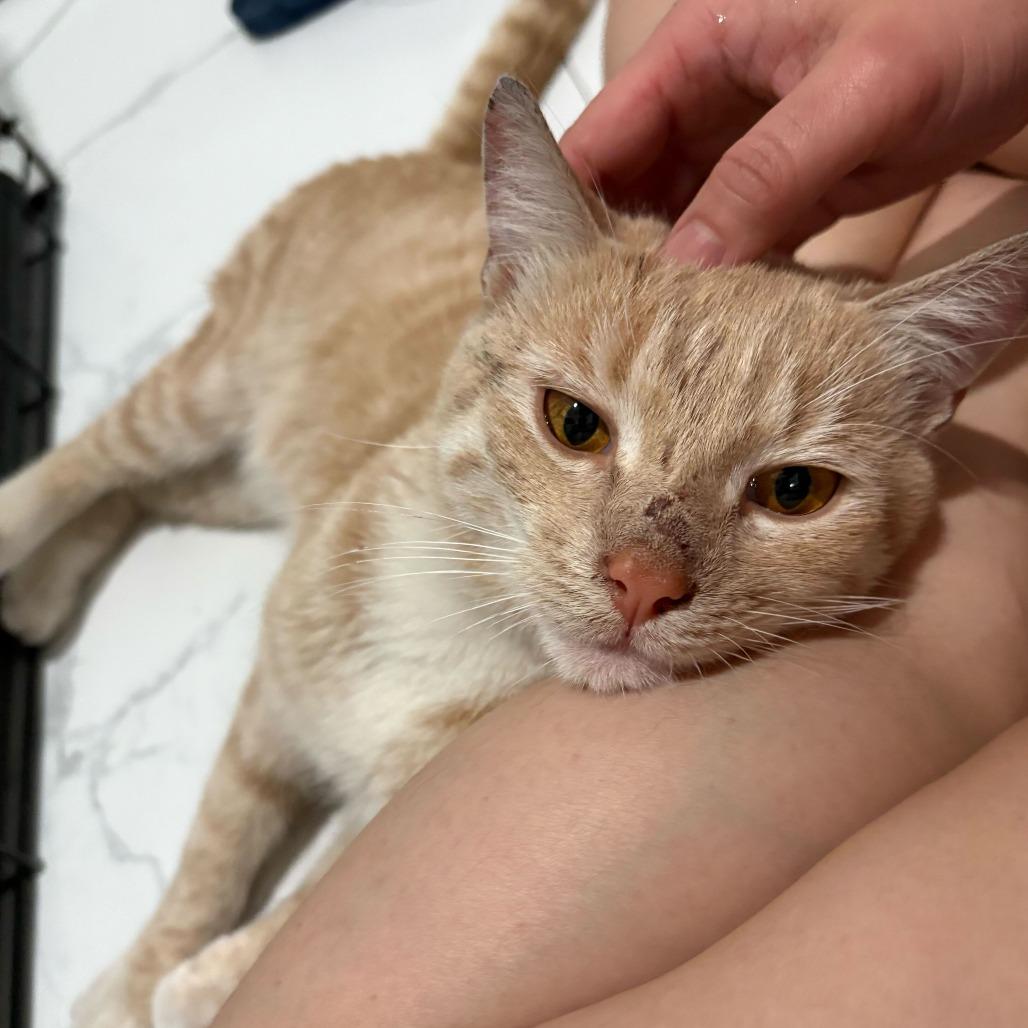 Kettle Corn, a Adoptable Domestic Short Hair in New York, NY image 1/6