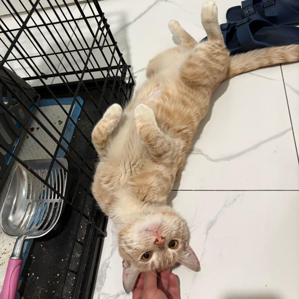 Kettle Corn, a Adoptable Domestic Short Hair in New York, NY image 2/6