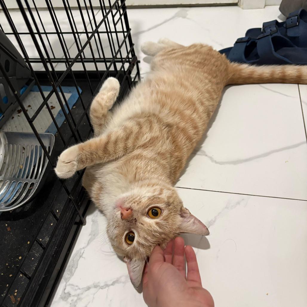 Kettle Corn, a Adoptable Domestic Short Hair in New York, NY image 3/6