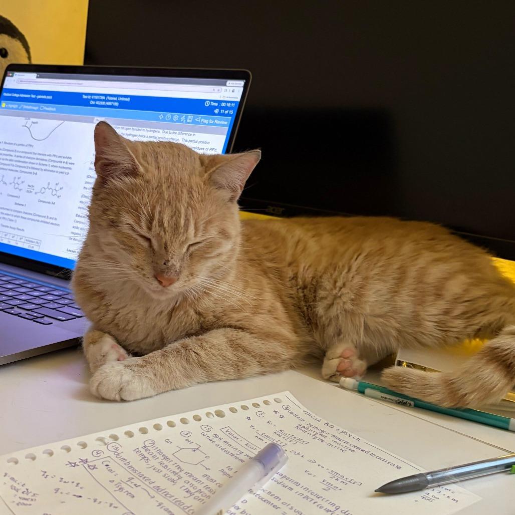 Kettle Corn, a Adoptable Domestic Short Hair in New York, NY image 5/6