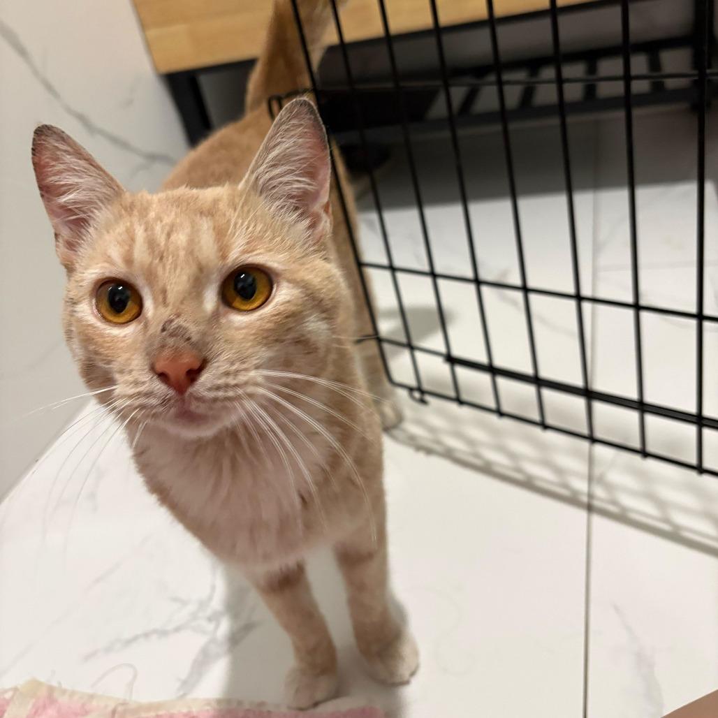 Kettle Corn, a Adoptable Domestic Short Hair in New York, NY image 6/6