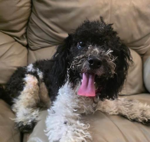 Stella, Adoptable, Young Female Miniature Poodle & Poodle (Toy).
