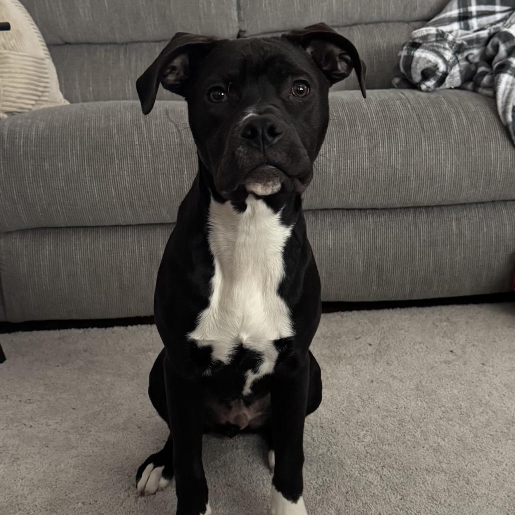 Asher, Adoptable, Young Male Mixed Breed.