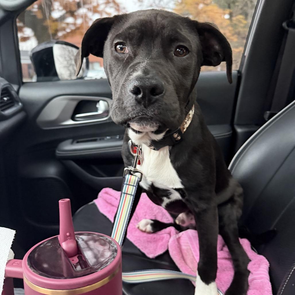 Enlarge Asher, a Adoptable Mixed Breed in Avon, OH image 2/6