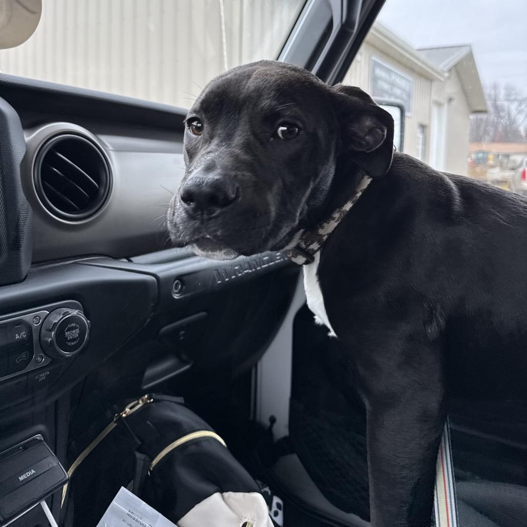 Enlarge Asher, a Adoptable Mixed Breed in Avon, OH image 5/6