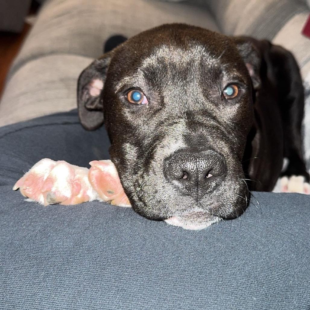 Enlarge Asher, a Adoptable Mixed Breed in Avon, OH image 6/6