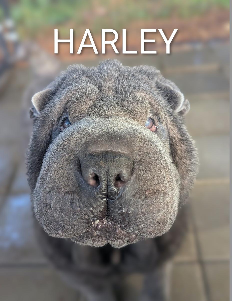 Enlarge Harley, a ADOPTABLE Shar-Pei in Cameron, NC image 1/1