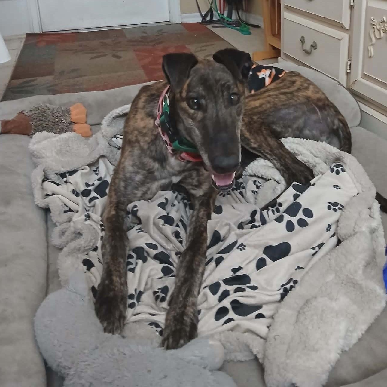 Rinnwood Leo (Leo), adoptable, Adult Male Greyhound.