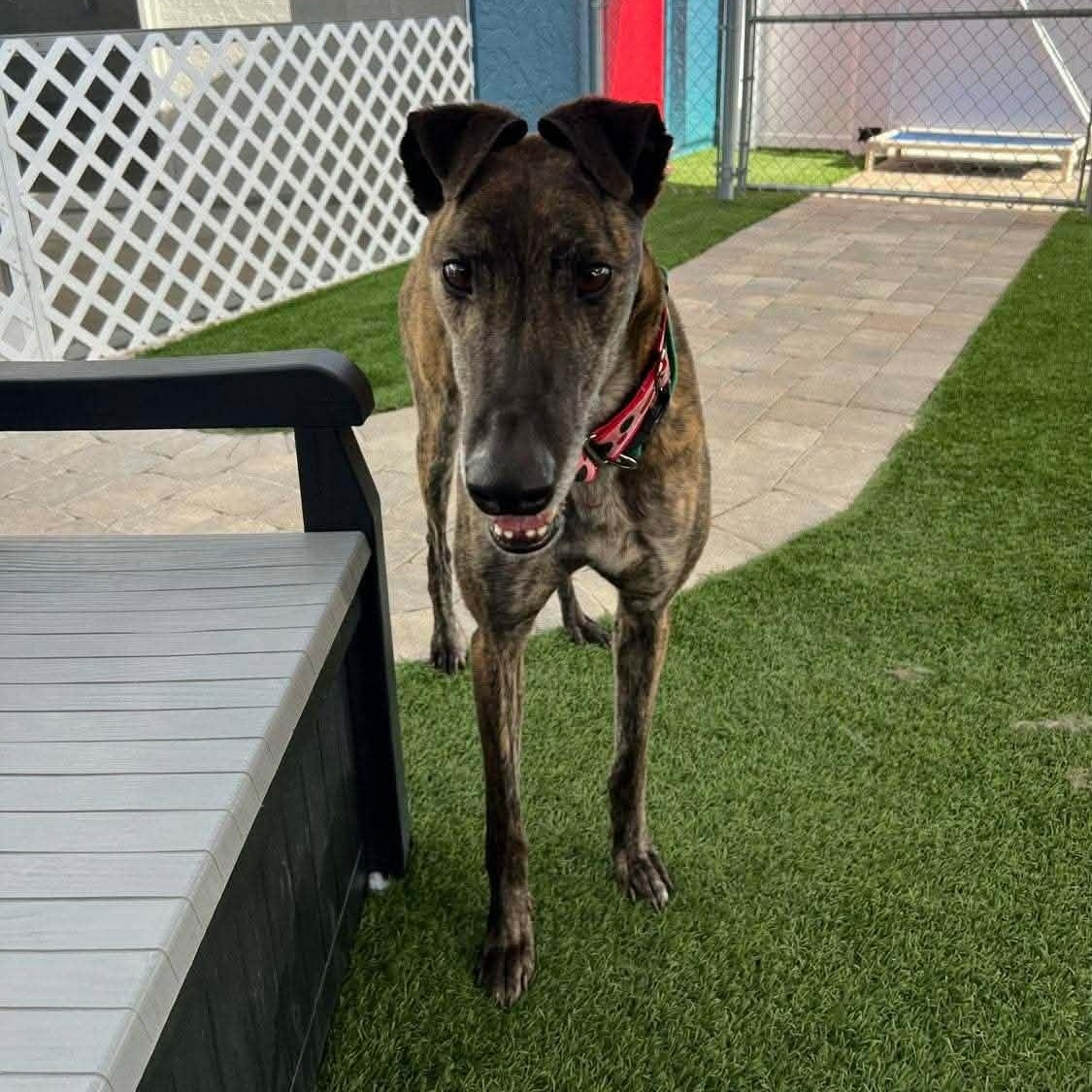Enlarge Rinnwood Leo (Leo), an adoptable Greyhound in North Port, FL image 2/4