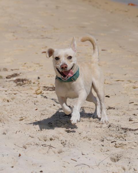 Ziggy photo 2