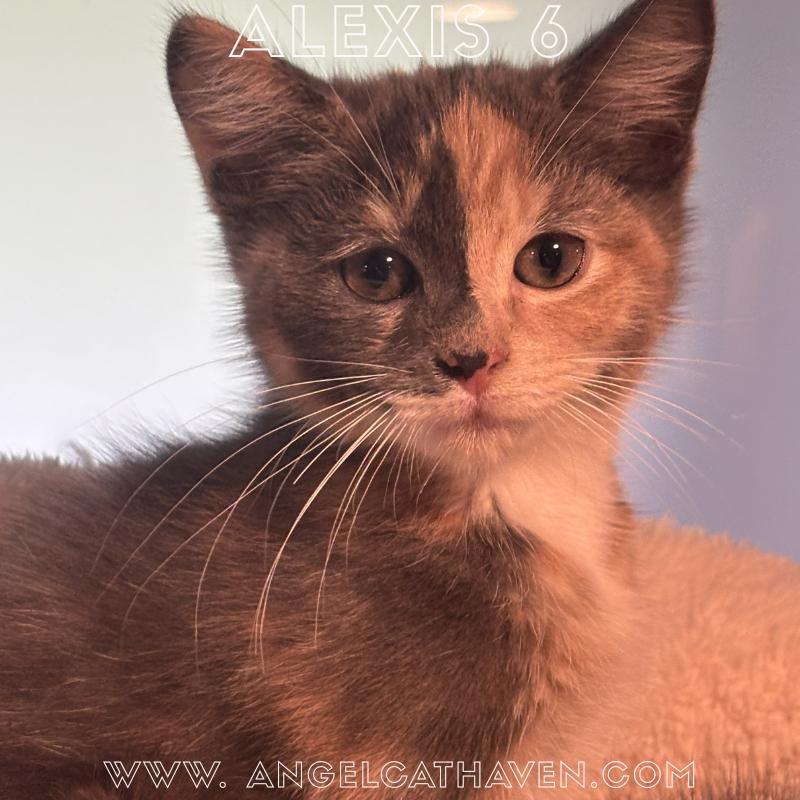 Enlarge Alexis 6, a Adoptable Domestic Short Hair in Plainville, MA image 1/4