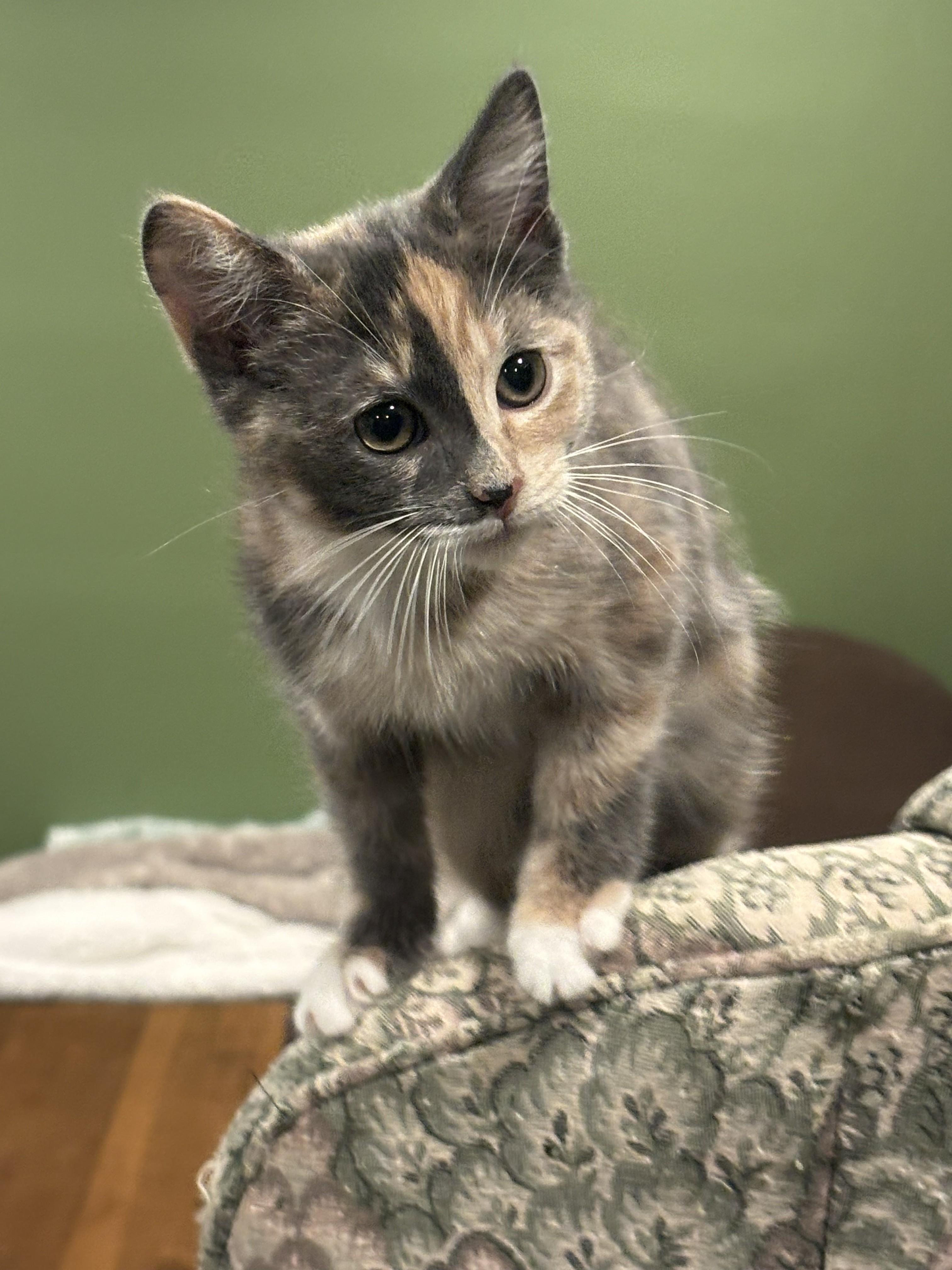 Enlarge Alexis 6, a Adoptable Domestic Short Hair in Plainville, MA image 3/4