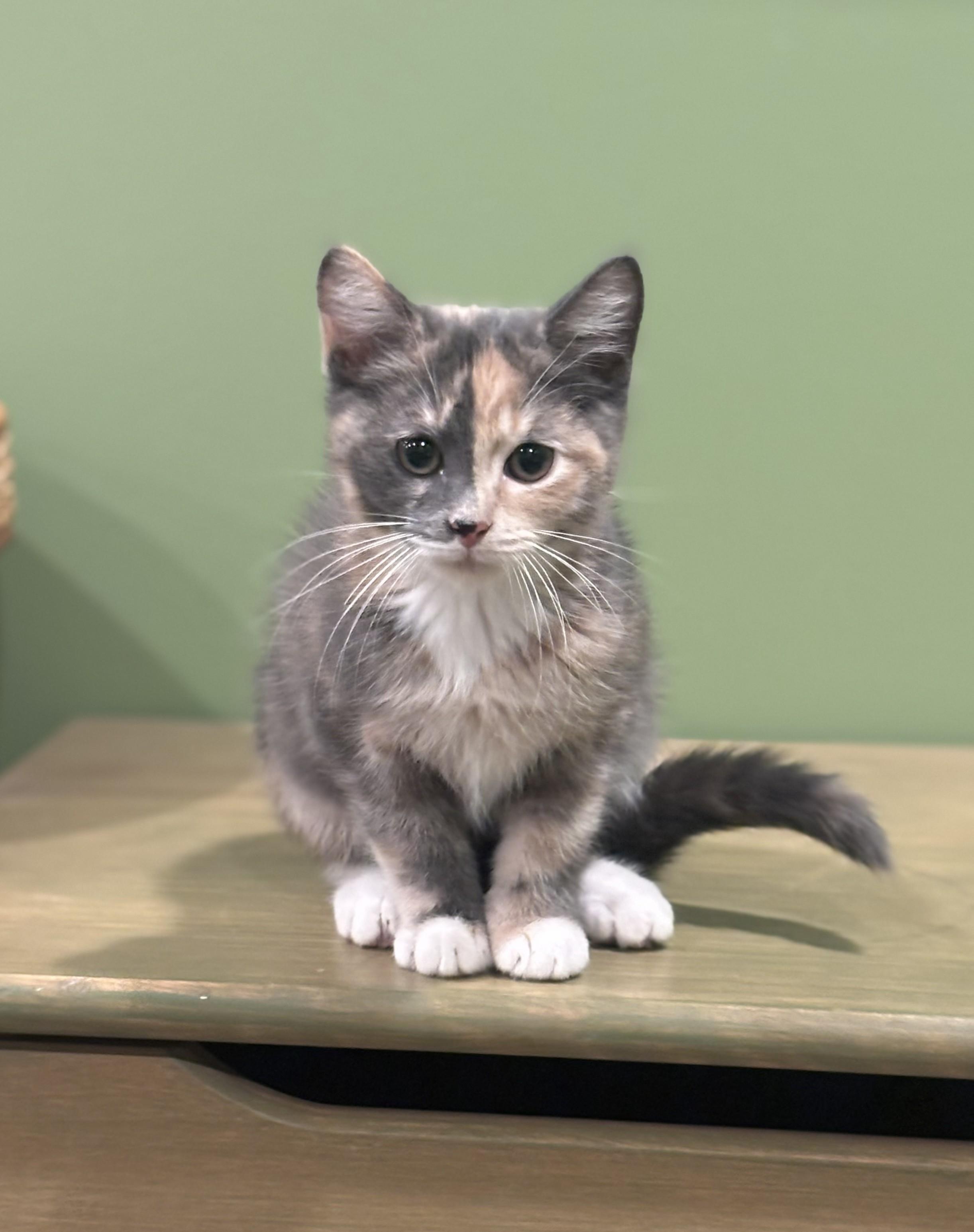 Enlarge Alexis 6, a Adoptable Domestic Short Hair in Plainville, MA image 4/4