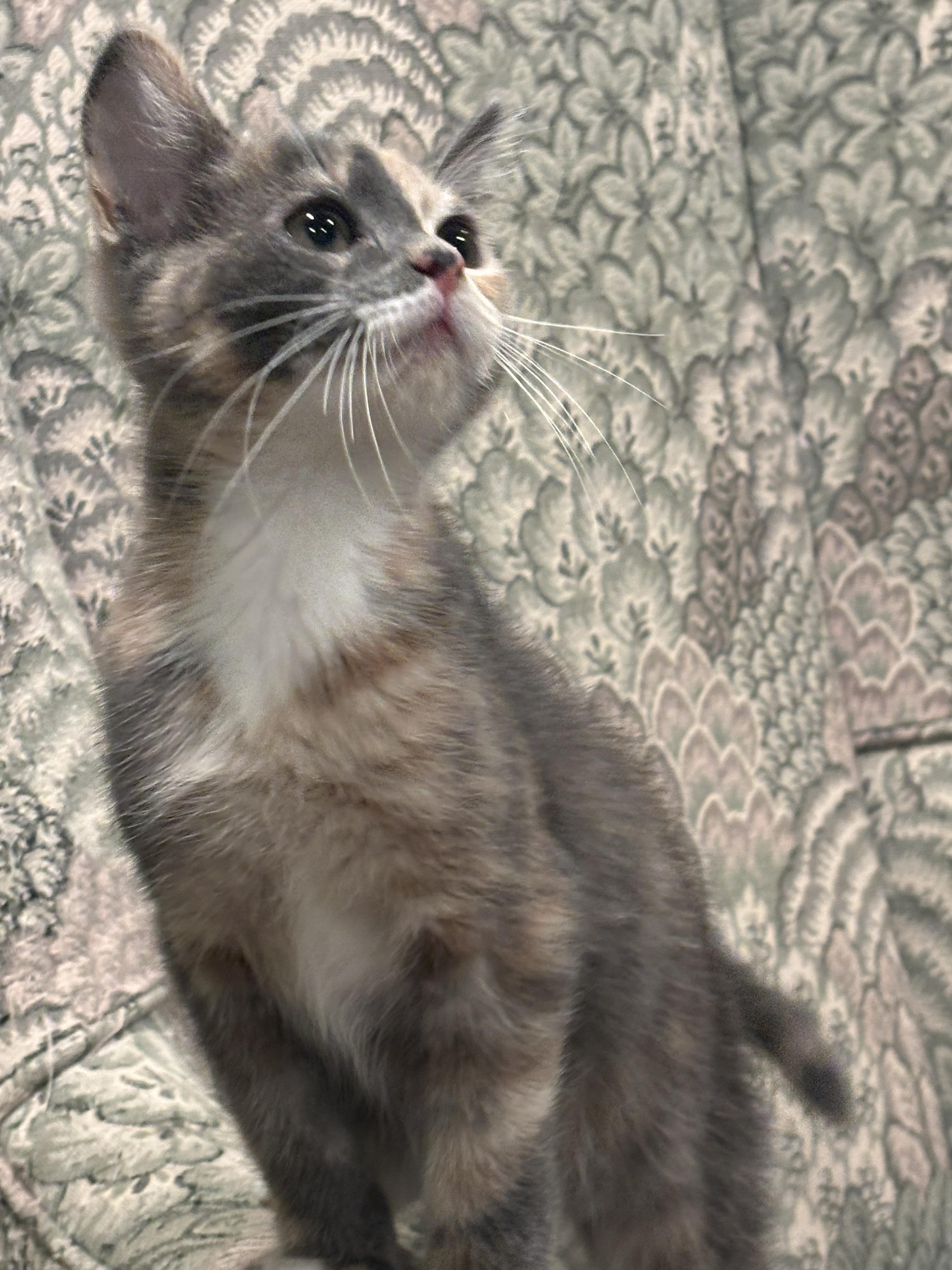 Enlarge Alexis 6, a Adoptable Domestic Short Hair in Plainville, MA image 2/4