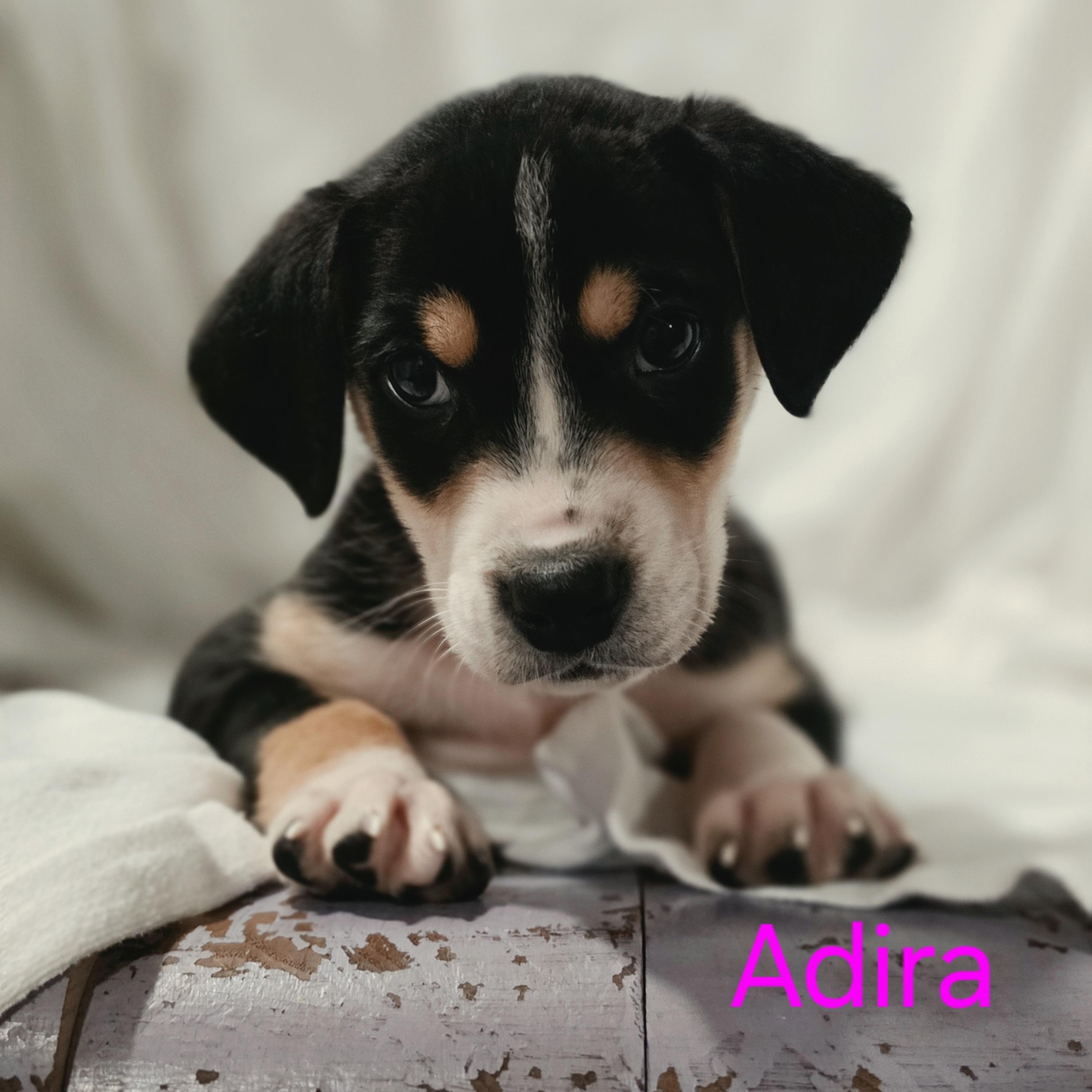 Enlarge Adira, an adopted mixed breed in Blairstown, NJ image 2/6