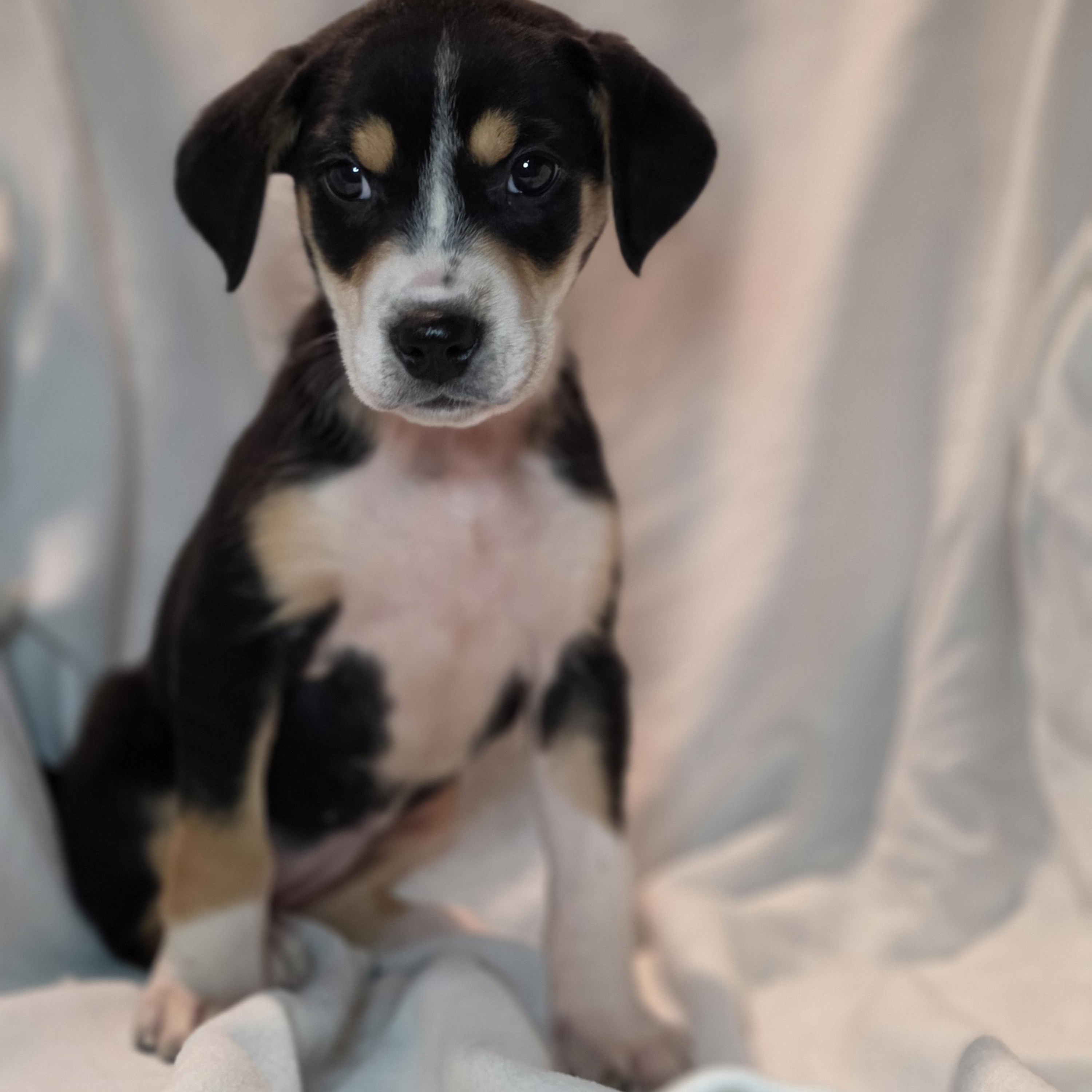 Enlarge Adira, an adopted mixed breed in Blairstown, NJ image 6/6