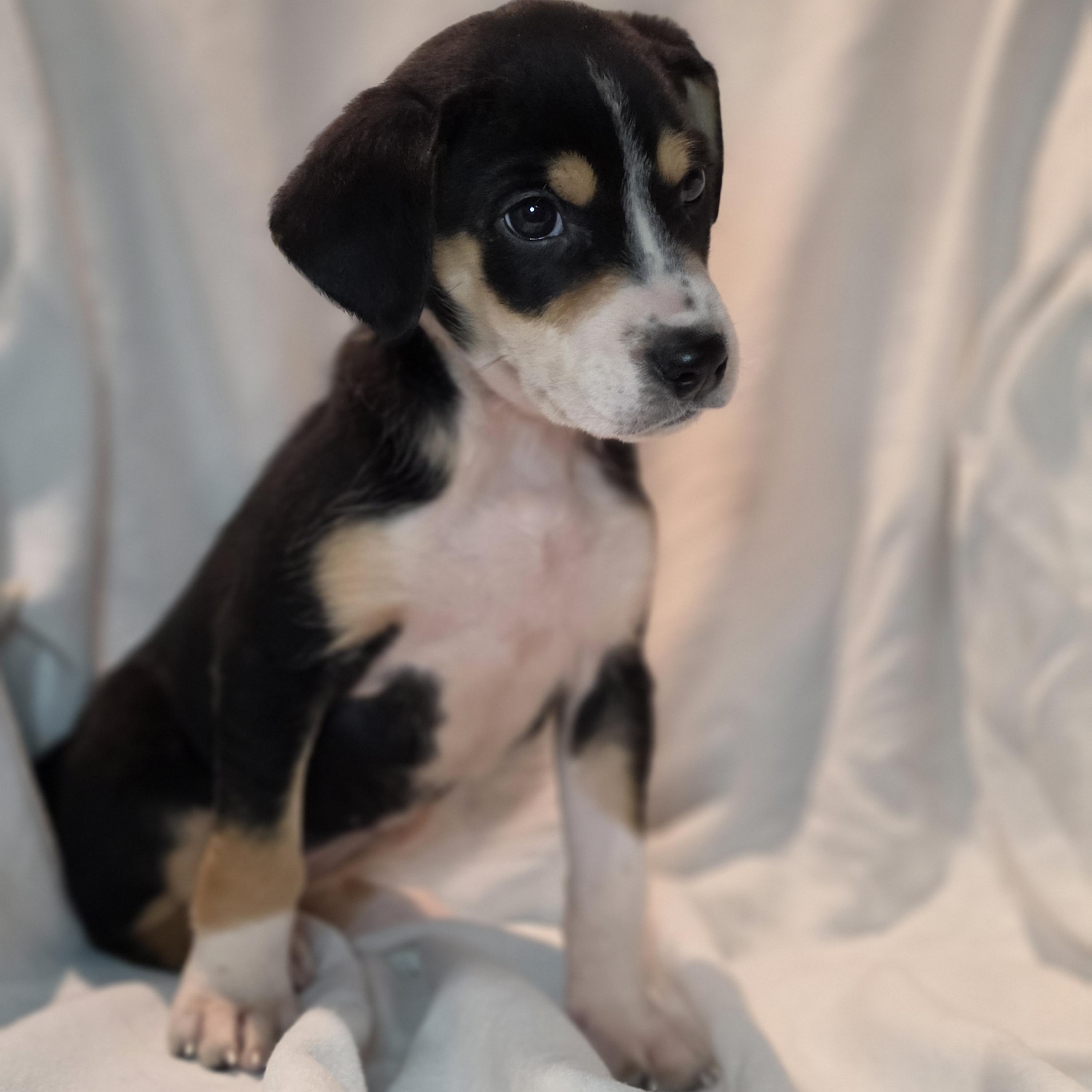 Adira, adopted, Puppy Female Hound & Border Collie.