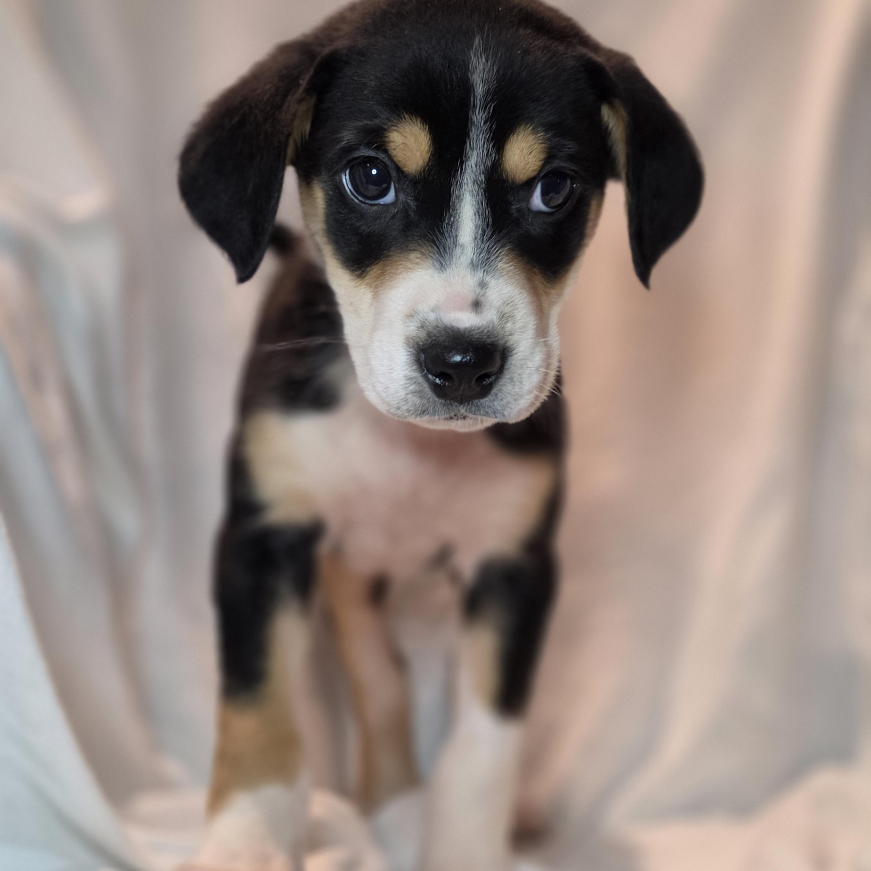 Enlarge Adira, an adopted mixed breed in Blairstown, NJ image 5/6