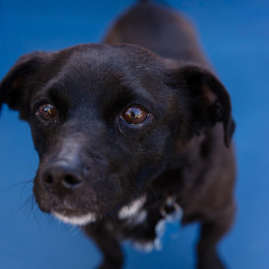 Enlarge Nikko - Costa Mesa Location, a Adoptable mixed breed in Chino Hills, CA image 1/6