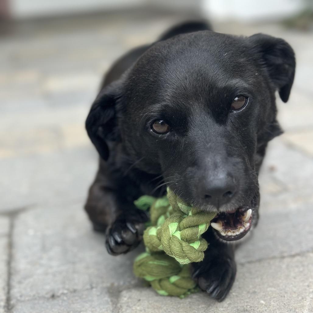 Nikko - Costa Mesa Location, Adoptable, Adult Male Dachshund & Chihuahua.
