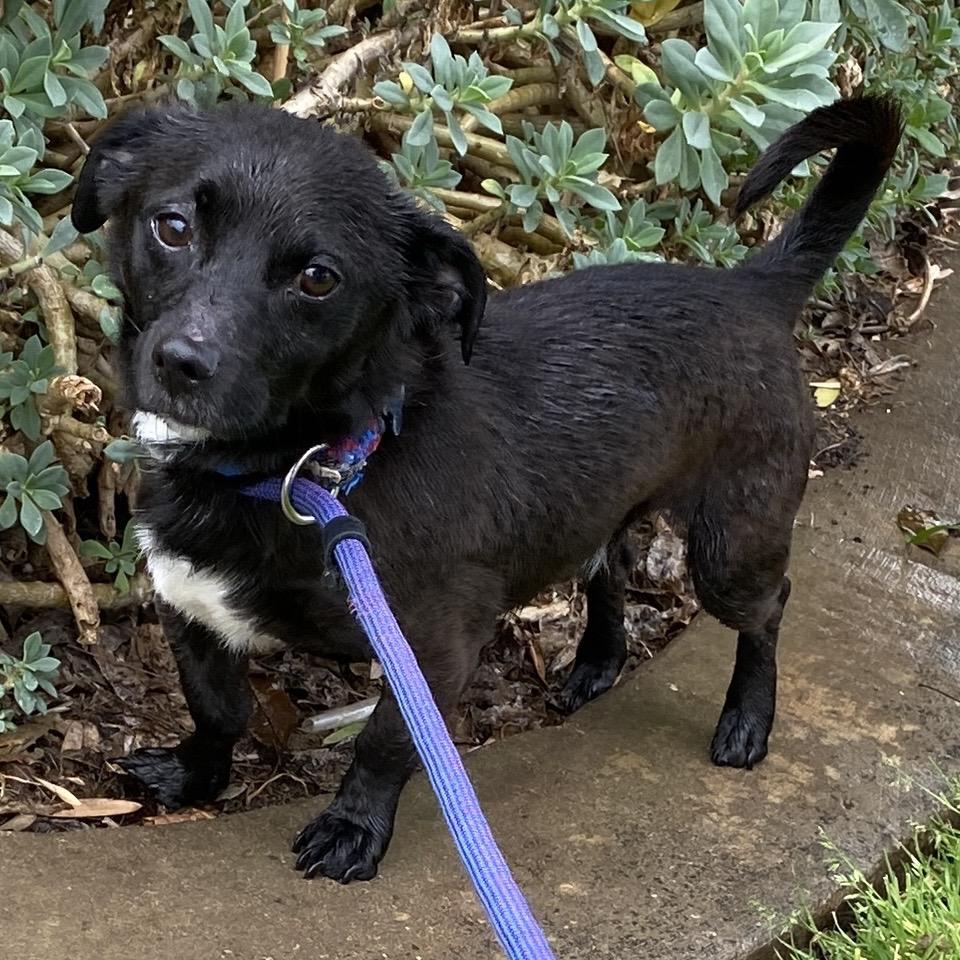Enlarge Nikko - Costa Mesa Location, a Adoptable mixed breed in Chino Hills, CA image 3/6