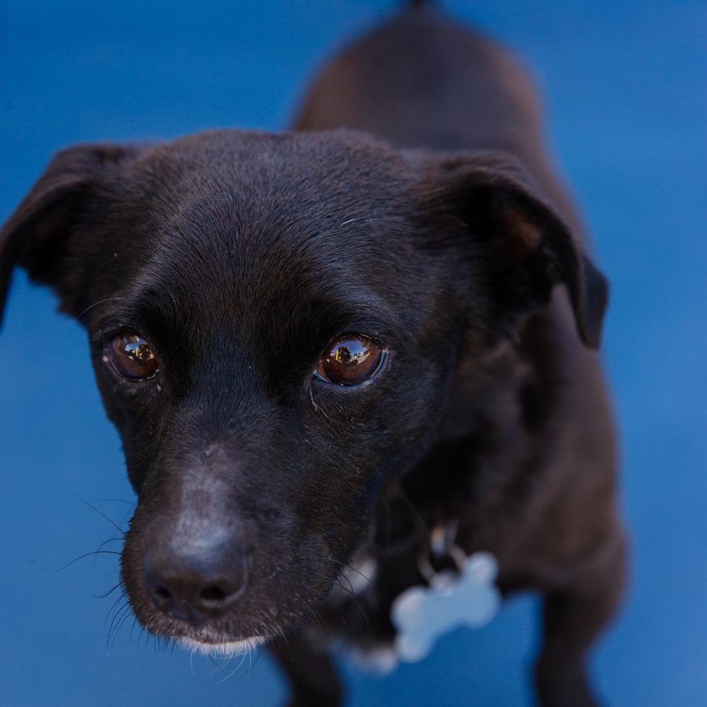 Enlarge Nikko - Costa Mesa Location, a Adoptable mixed breed in Chino Hills, CA image 4/6